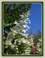 Promenade fleurie – Mimizan 5