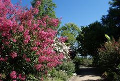 Promenade fleurie – Mimizan 7