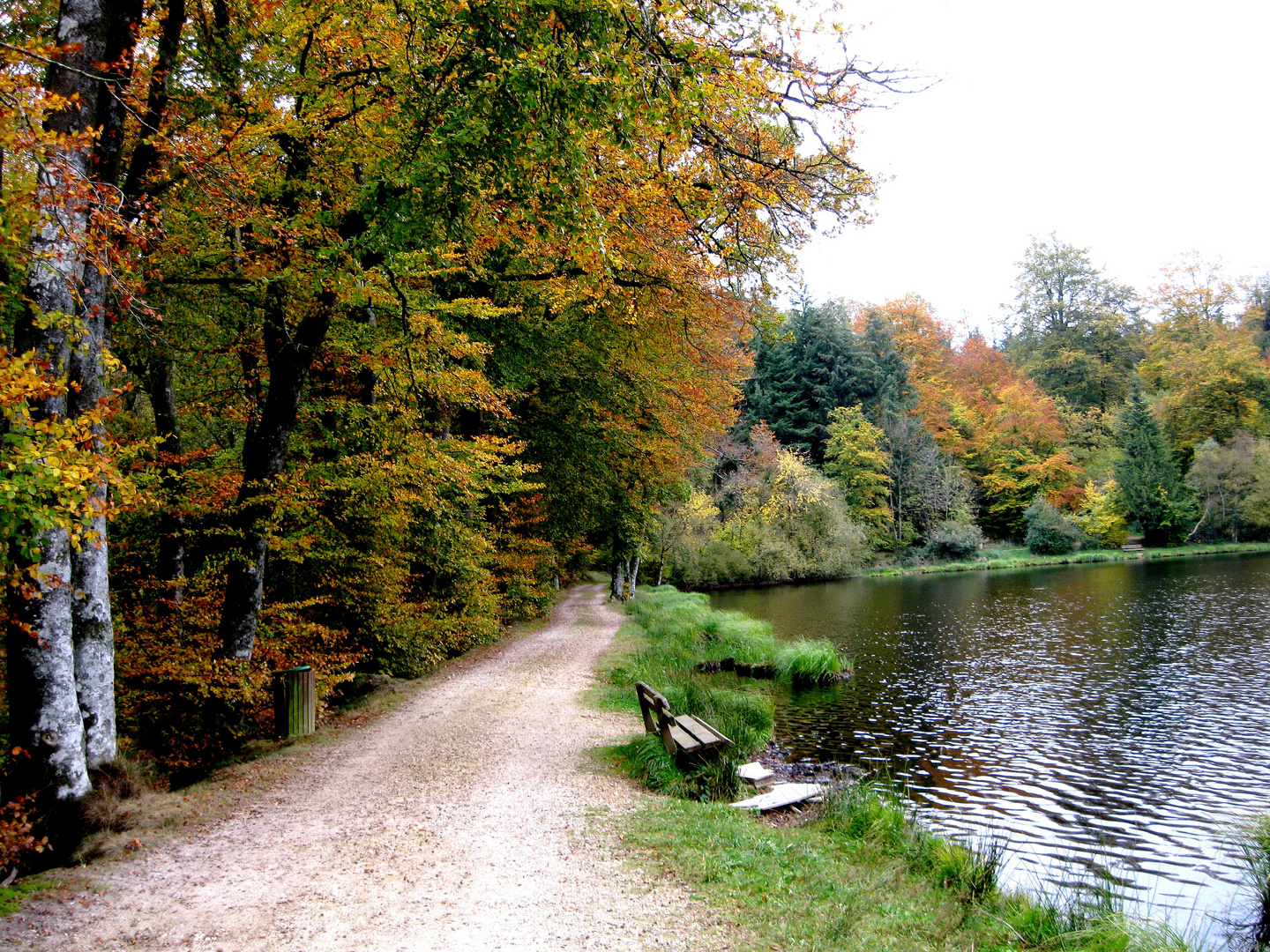 promenade forestière