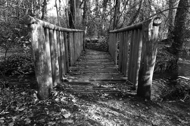 Promenade forêt 1