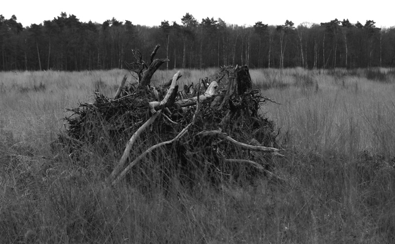 Promenade forêt 3