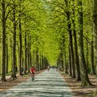 Promenade in Muenster