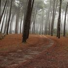 promenade matinale !