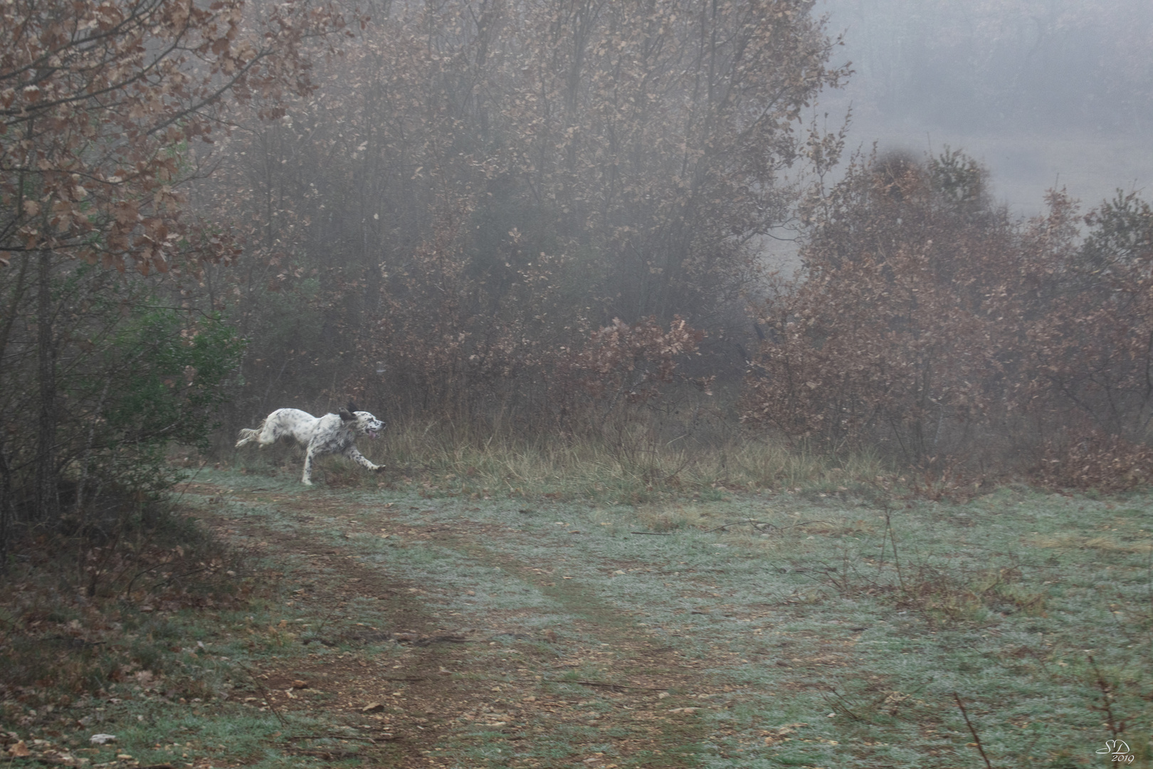 Promenade matinale dans la brume . 