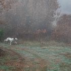 Promenade matinale dans la brume . 