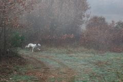 Promenade matinale dans la brume . 