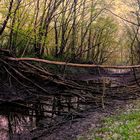 Promenade matinale dans les lônes du Rhône (1/3)