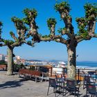 Promenade mit Platanen in Vigo