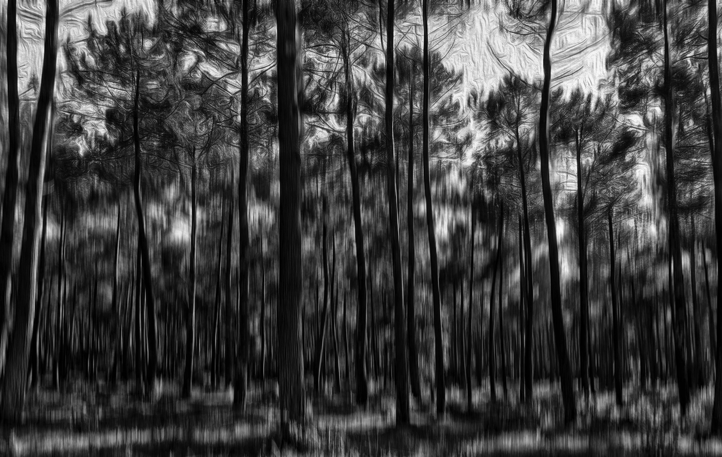 Promenade nocturne en forêt . 