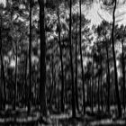 Promenade nocturne en forêt . 