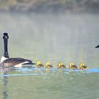 Promenade sous escorte