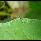 promenade sur feuille