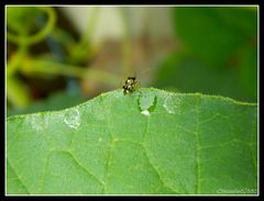 promenade sur feuille