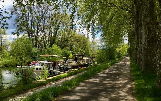 ... Promenade sur les platanes !!!...