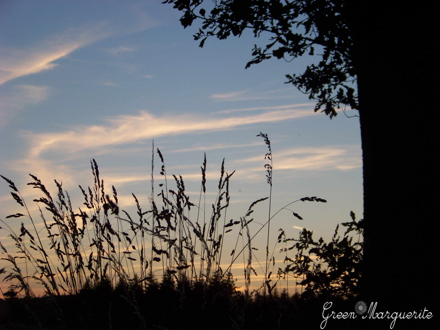 Promenade tardive...