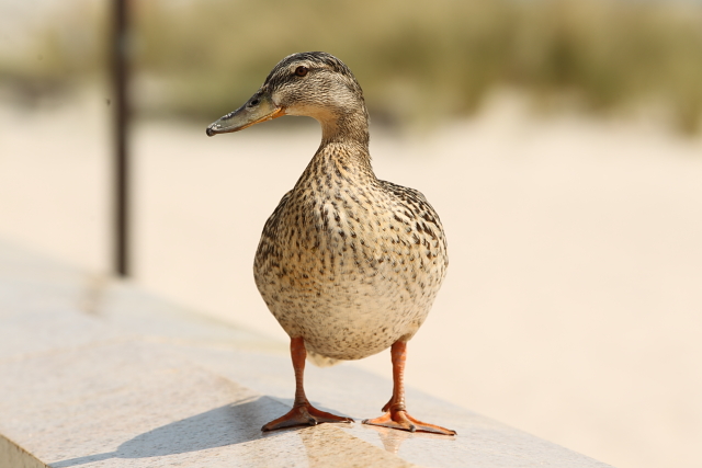 Promenaden-Ente