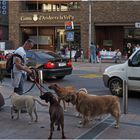 Promeneur de chiens  --  Andorre-la-Vieille