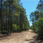 Promenons-nous, dans la forêt des Landes