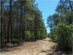 Promenons-nous, dans la forêt des Landes