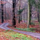 Promenons nous dans le bois ...