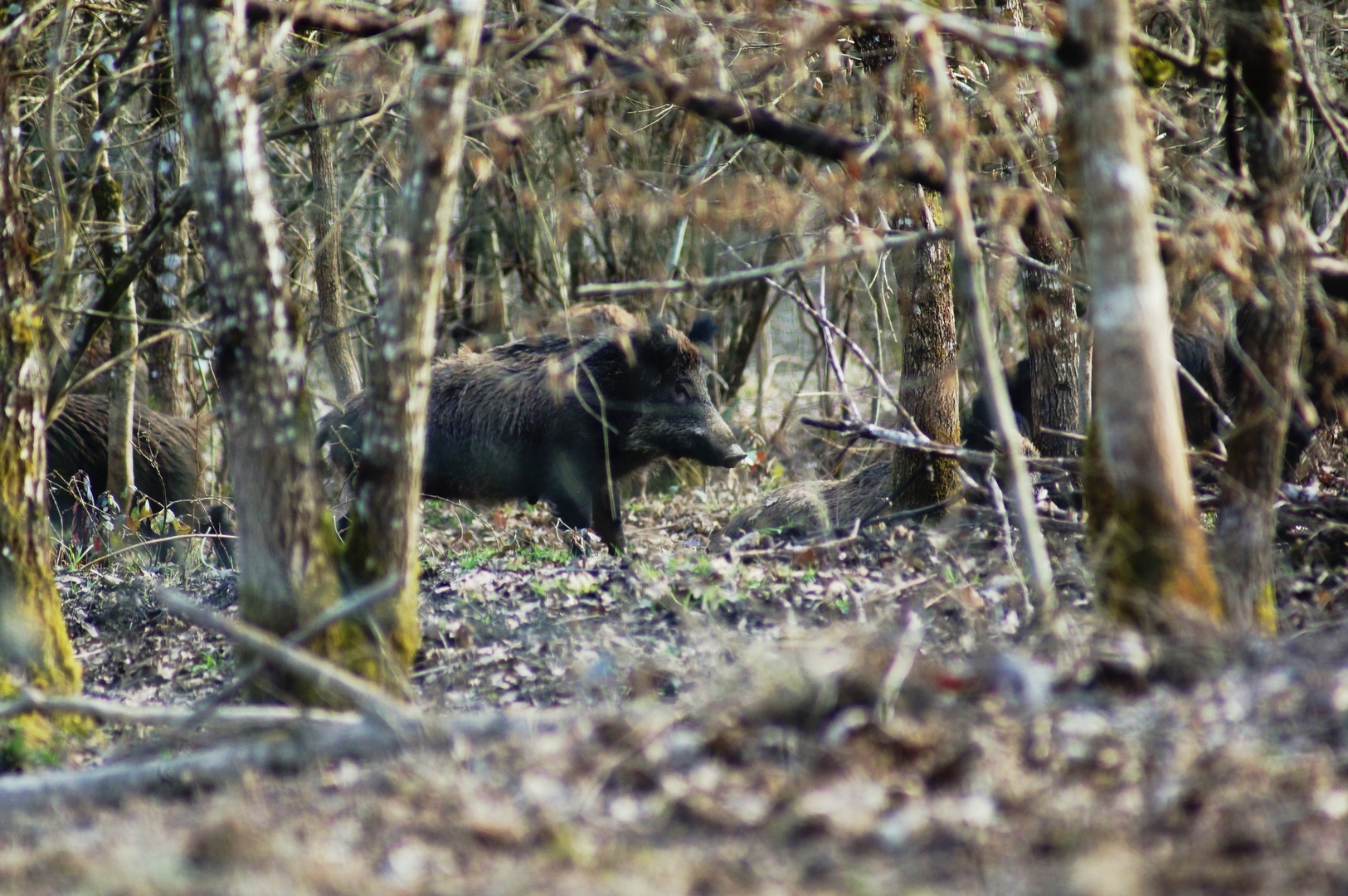 promenons nous dans le bois !