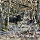 promenons nous dans le bois !