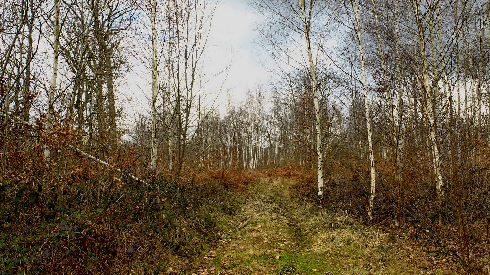 promenons nous dans les bois