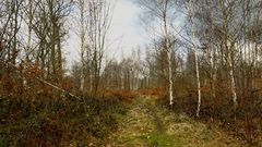 promenons nous dans les bois