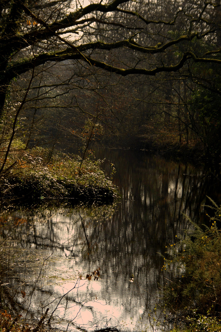 Promenons-nous dans les bois...