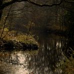 Promenons-nous dans les bois...