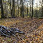 ...Promenons nous dans les bois...