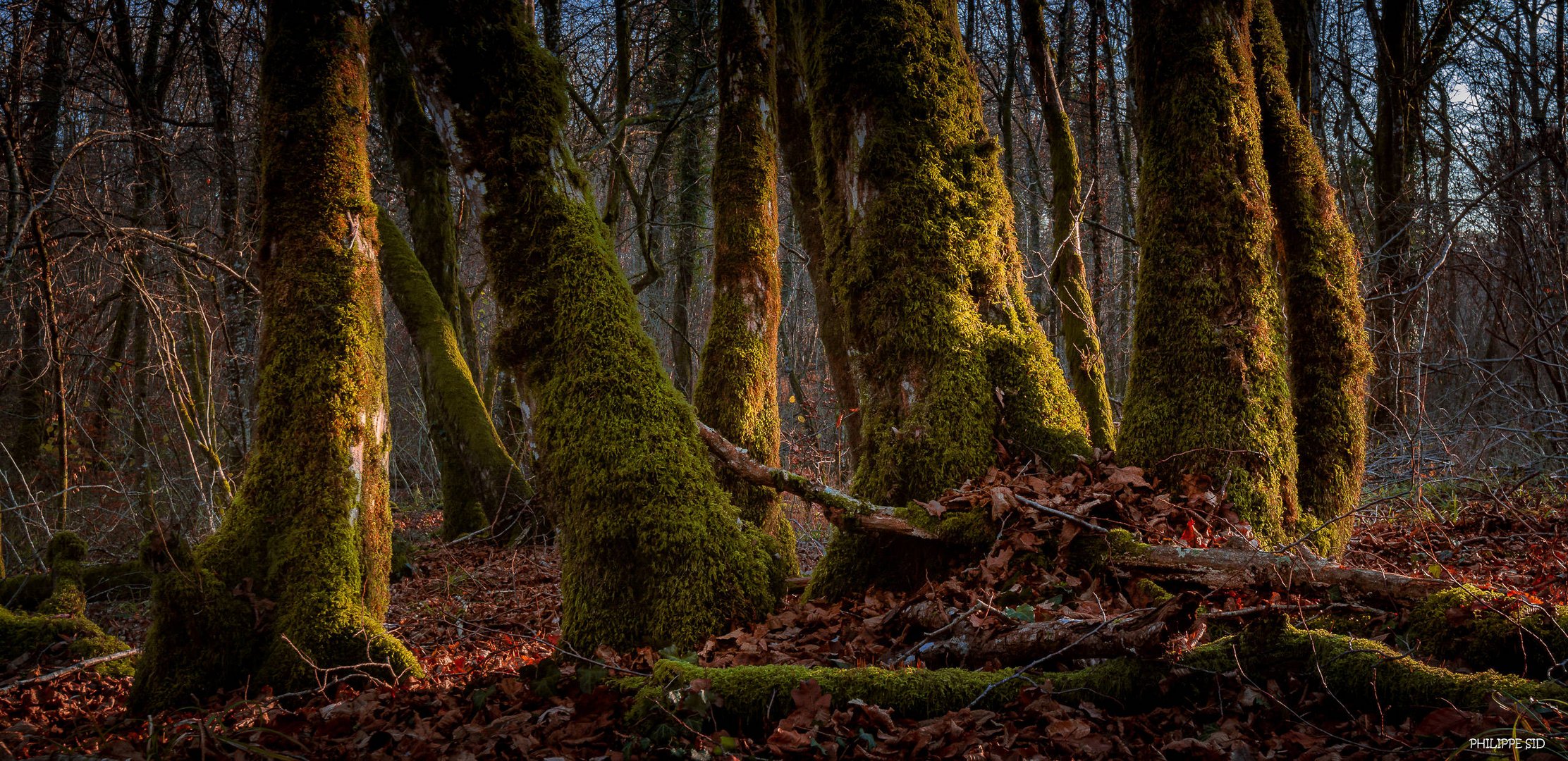 Promenons nous dans les bois