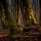 Promenons nous dans les bois