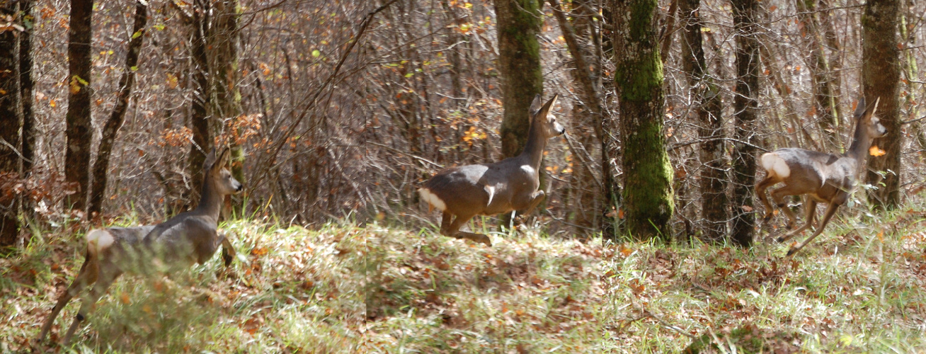 Promenons nous dans les bois ...