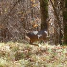 Promenons nous dans les bois ...