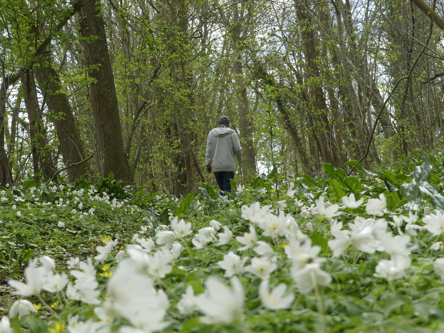 Promenons-nous dans les bois