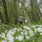 Promenons-nous dans les bois