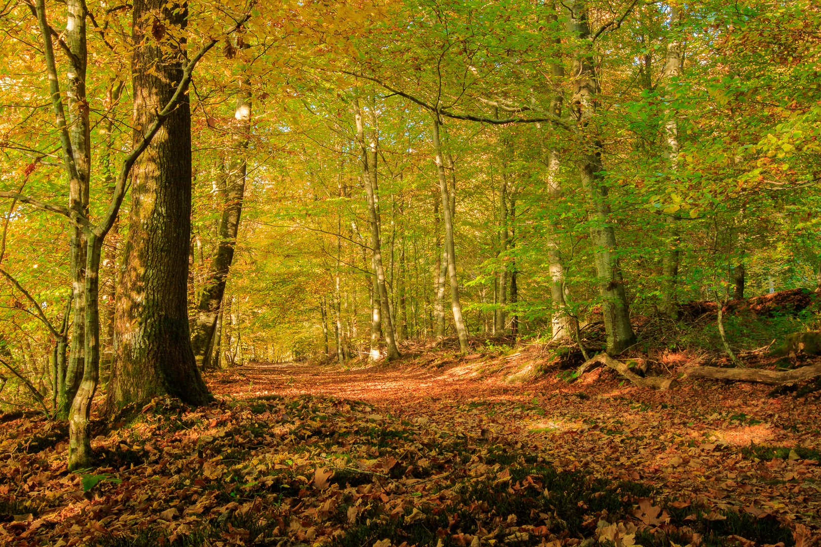 Promenons nous dans les bois...