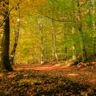 Promenons nous dans les bois...