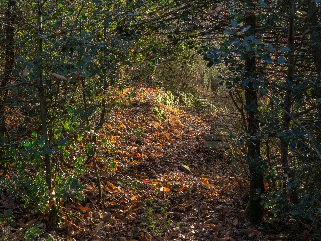 promenons-nous dans les bois...