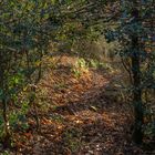 promenons-nous dans les bois...