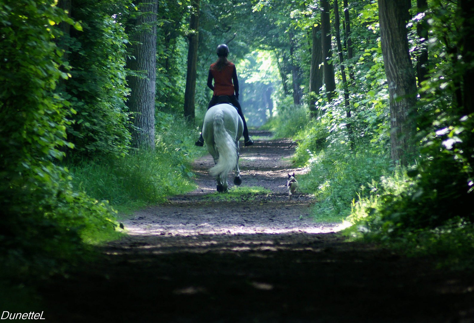 Promenons nous dans les bois ...