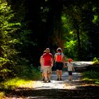 Promenons nous dans les bois