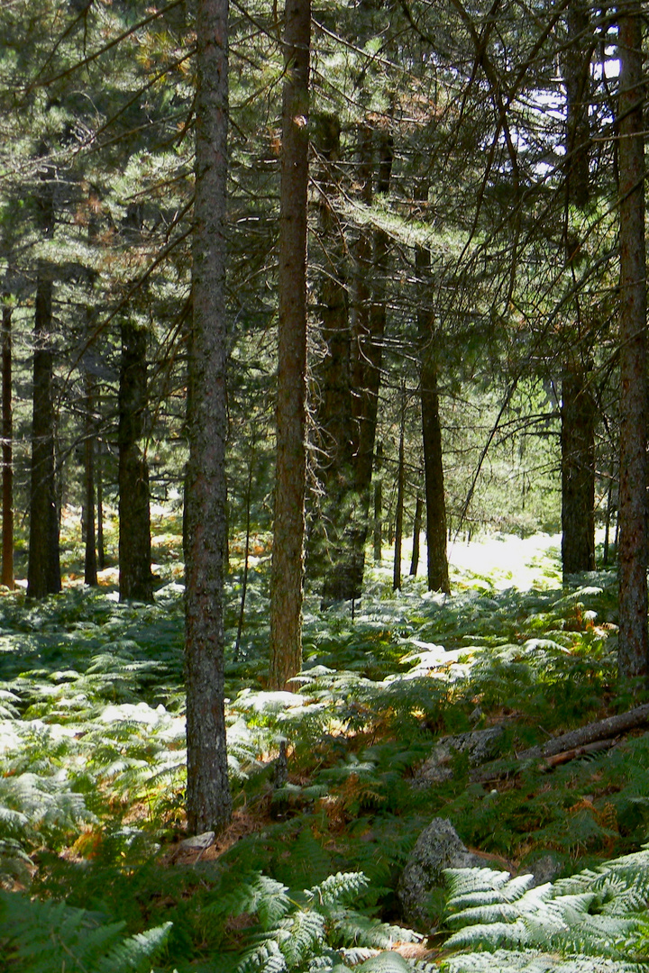 Promenons nous dans les bois, tant que le sanglier n'y est pas...