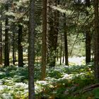 Promenons nous dans les bois, tant que le sanglier n'y est pas...