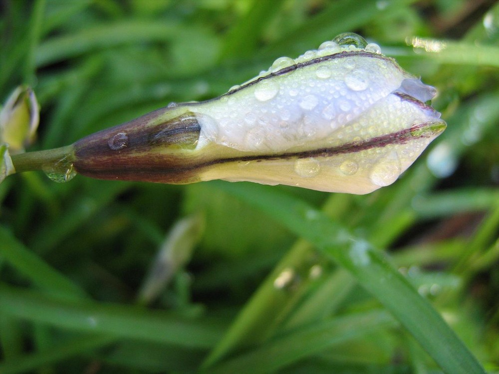 Promessa feconda