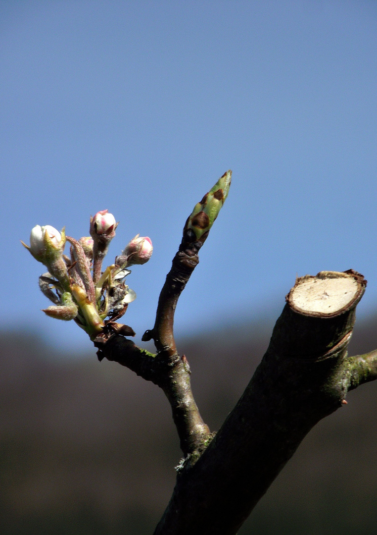 PROMESSE D AUTOMNE