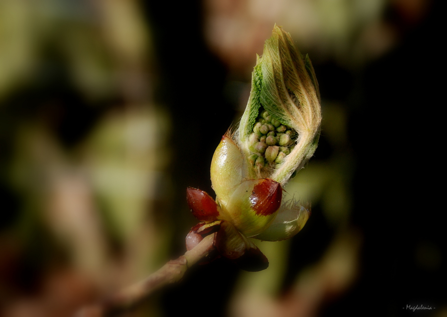 Promesse du printemps