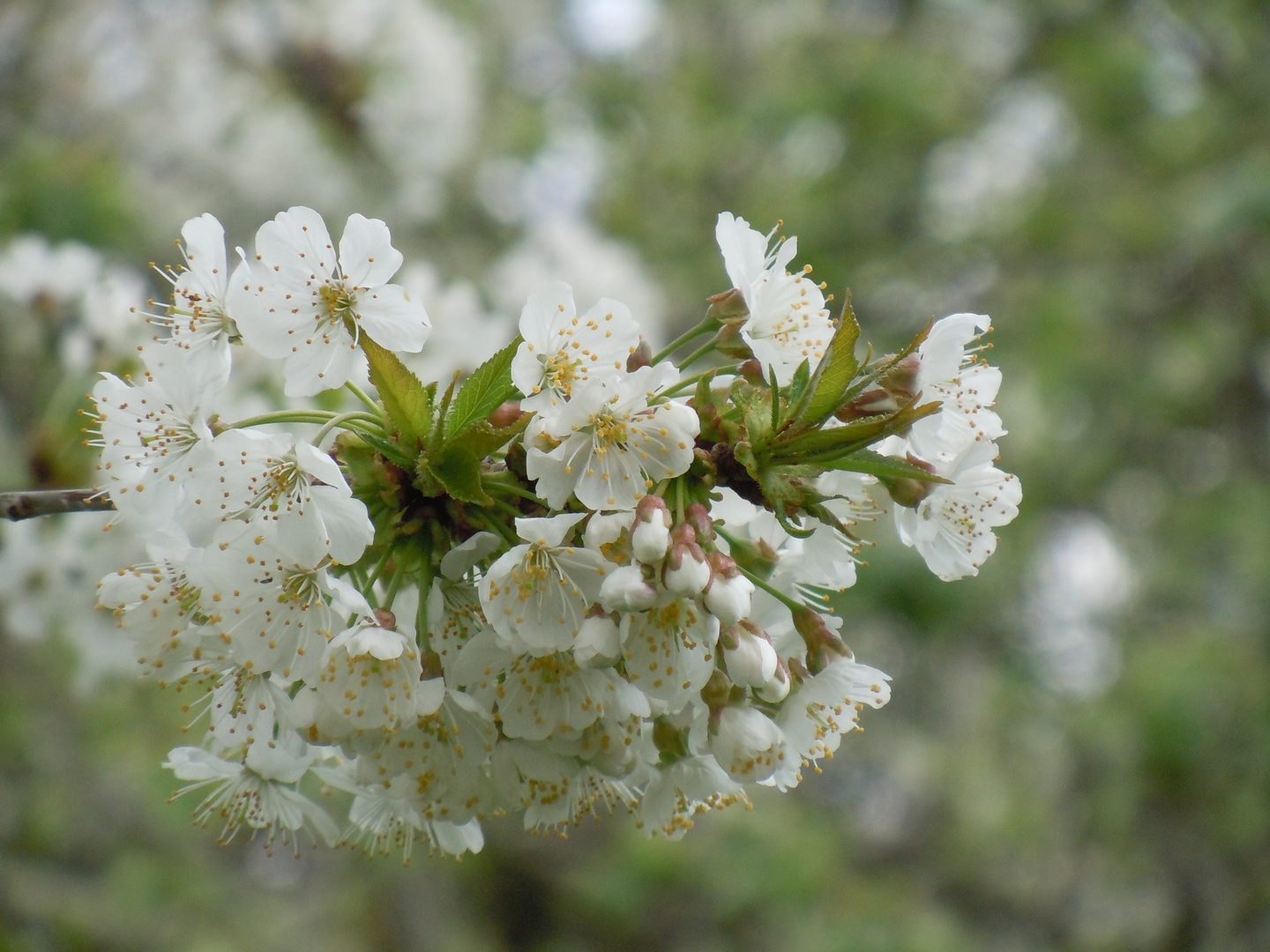 Promesse gourmande