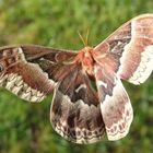 Promethea Moth